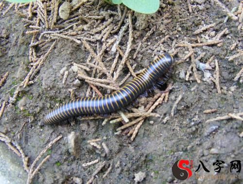 梦见自己吃虫子很恶心