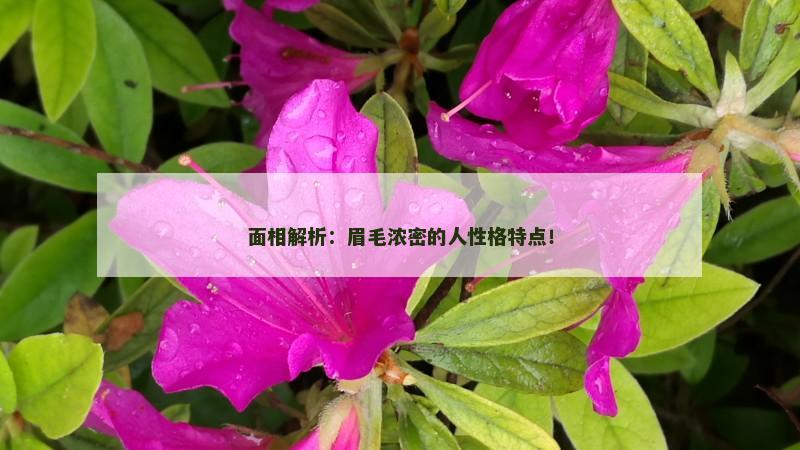 面相解析:眉毛浓密的人性格特点! 面相解析:眉毛浓密的人性格特点!