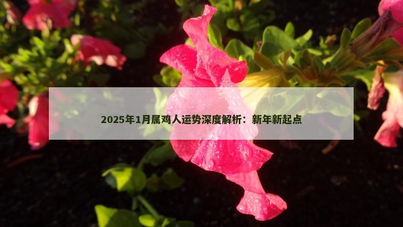 2025年1月属鸡人运势深度解析:新年新起点 2025年1月属鸡人运势深度解析:新年新起点