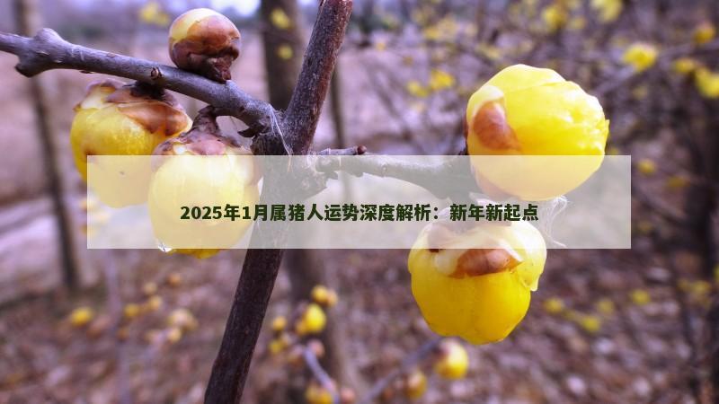 2025年1月属猪人运势深度解析:新年新起点 2025年1月属猪人运势深度解析:新年新起点